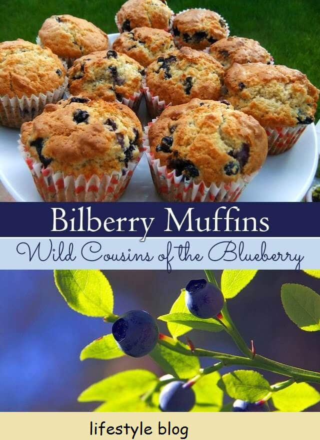 Blåbær (eller blåbær) Muffinsoppskrift