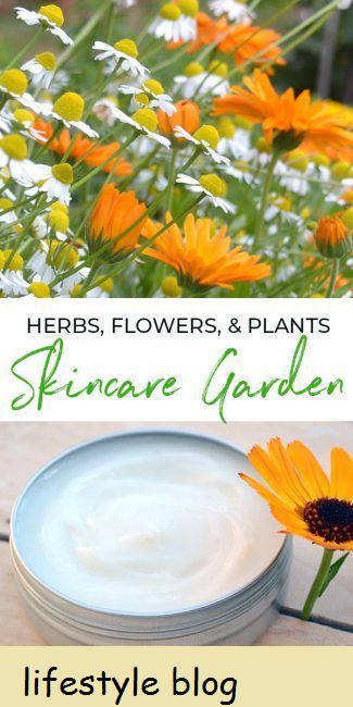Ideoita ihonhoitopuutarhan kasvattamiseen, joka on täynnä kauneusyrttejä, kukkia ja kasveja. Sisältää vinkkejä niiden kasvattamisesta puutarhassa, astioissa tai sisätiloissa #lovelygreens #herbalism #yrtit
