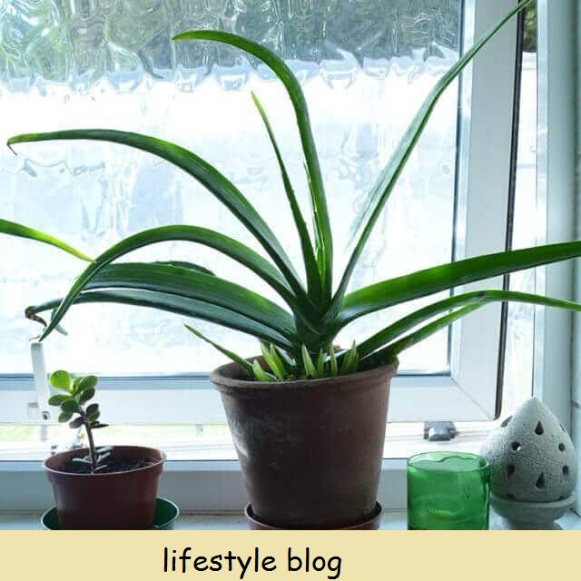 Az Aloe Vera termesztése és használata a leégések kezelésére