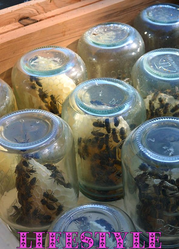 Cómo alentar a las abejas a construir panales en frascos