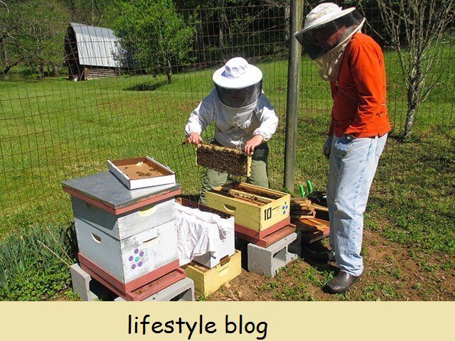 Introdução à Apicultura: dicas para o apicultor iniciante, incluindo localização da colmeia, equipamentos, livros e por onde começar #beekeeping #homesteading # selfsufficient