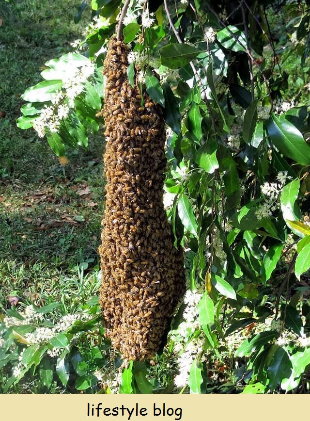Kezdő lépések a méhészettel: tippek a kezdő méhésznek, beleértve a kaptár elhelyezkedését, felszerelését, könyveit, és hogy hol kezdje el a