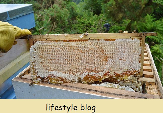 Cómo extraer la miel del panal: un apicultor a pequeña escala comparte el proceso completo de sacar la miel de las colmenas y extraerla en frascos # apicultura #homesteading #foodinjars #preserving
