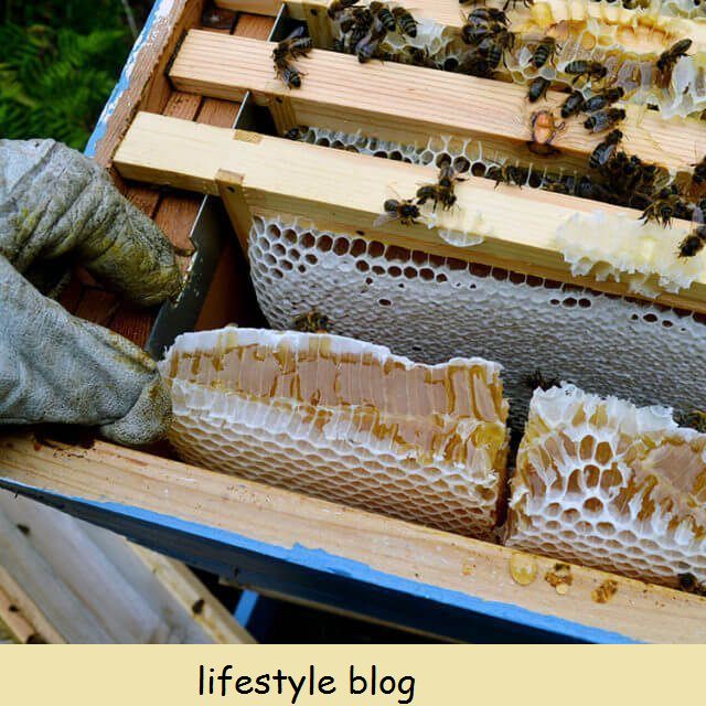 Como colher pequenas quantidades de mel direto do favo. Este método de triturar e filtrar o mel não requer ferramentas ou equipamentos especiais # manutenção de ordem #homesteading #honey