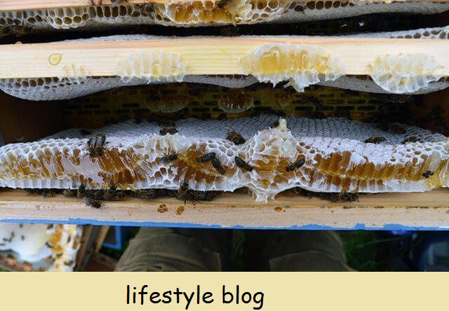 Alimentação das abelhas no inverno + Inspeção da colmeia no início da primavera - dicas sobre como um apicultor pode alimentar as abelhas no inverno se o estoque de mel estiver baixo. Inclui receitas de fondant e instruções sobre como alimentar as abelhas com ele