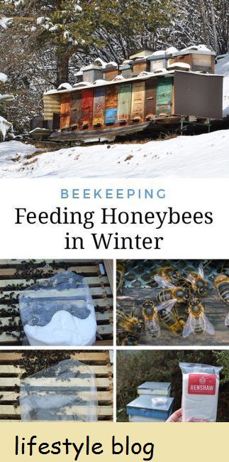 Alimentação das abelhas no inverno + Inspeção da colmeia no início da primavera - dicas sobre como um apicultor pode alimentar as abelhas no inverno se o estoque de mel estiver baixo. Inclui receitas de fondant e instruções sobre como alimentá-las #beekeeping #oneybees #beekeeper #savethebees