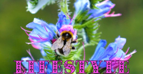 Փրկեք մեր մեղուներին. ինչպես ճանաչել և օգնել մեղուներին այգում