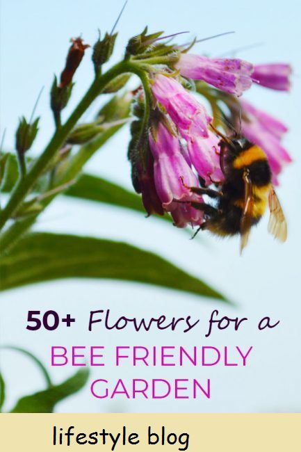 Mais de 50 flores para crescer em um jardim amigo das abelhas. Inclui flores que desabrocham durante todo o ano de janeiro a dezembro #flowergarden #honeybees #beefriendly #savethebees #wildlifegarden