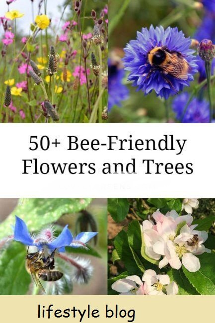 Atrair abelhas e polinizadores para o seu jardim é tão simples quanto plantar flores, arbustos e árvores certas. Esta lista inclui mais de cinquenta tipos que você pode plantar para as abelhas em todas as estações #gardeningtips #beefriendly #organicgardening