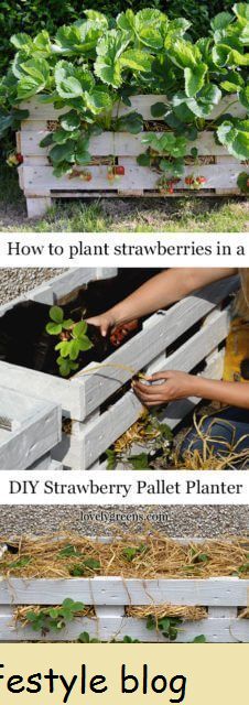 Como plantar morangos em uma plantadeira de paletes de morango