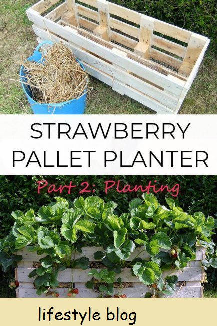 Uyityala njani iStrawberry Pallet Planter