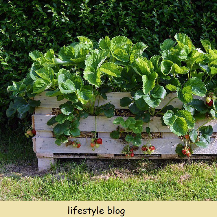 Como construir um plantador de paletes de morango melhor. Plante morangos no seu deck ou pequeno jardim #lvoresculturas #growstrawberries #organicgarden