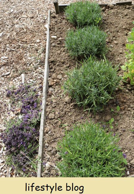 Como cultivar alfazema inglesa com dicas sobre cultivares, condições de cultivo e cultivo de alfazema em recipientes #herbgarden #growlavender #gardeningtips