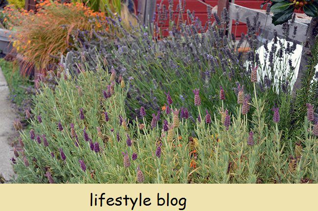 Kuinka kasvattaa englantilaista laventelia vinkkien avulla lajikkeista, kasvuolosuhteista ja laventelin kasvattamisesta astioissa #herbgarden #glavlavender #gardeningtips