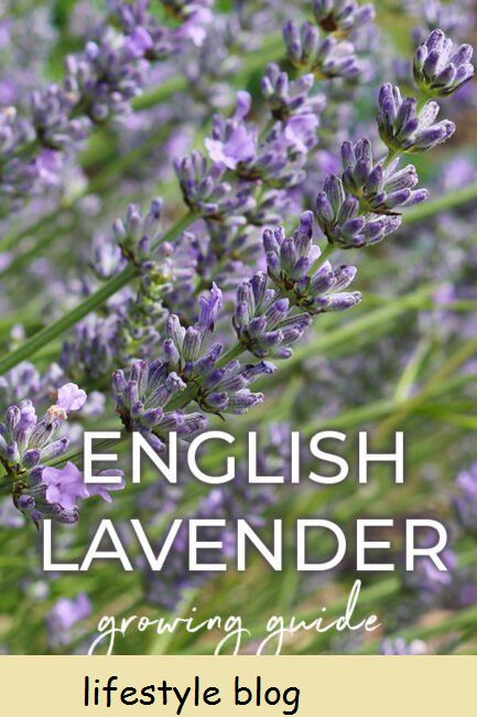 Uyikhulisa njani i-lavender yesiNgesi eneengcebiso ngee-cultivars, ukukhula kweemeko, kunye ne-lavender ekhulayo kwizikhongozeli #herbgarden #growlavender #gardeningtips