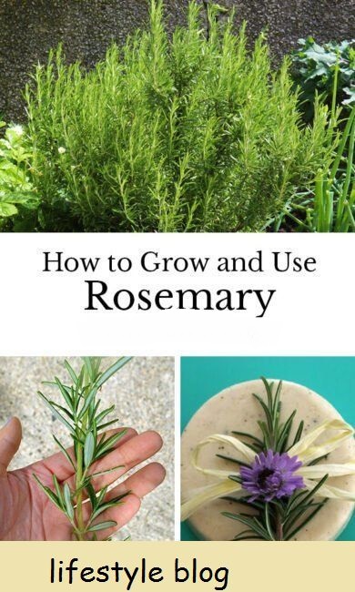 Hvordan dyrke rosmarin i potter, innendørs og i hagen