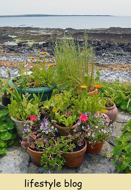 Täydellinen opas Calendula -kukkien kasvattamiseen, mukaan lukien vinkit kylvämiseen, kasvattamiseen, siementen säästämiseen, tapoja käyttää sitä kumppanikasvina ja parhaat lajikkeet lääkekäyttöön #lovelygreens #herbalism #marigold #calendulaofficinalis