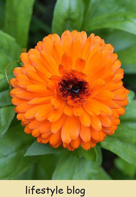 कॅलेंडुला फुले कशी वाढवायची यावरील संपूर्ण मार्गदर्शक पेरणी, वाढणे, बियाणे वाचवणे, साथीदार वनस्पती म्हणून वापरण्याचे मार्ग आणि औषधी वापरासाठी सर्वोत्तम लागवडीसह #lovelygreens #herbalism #marigold #calendulaofficinalis