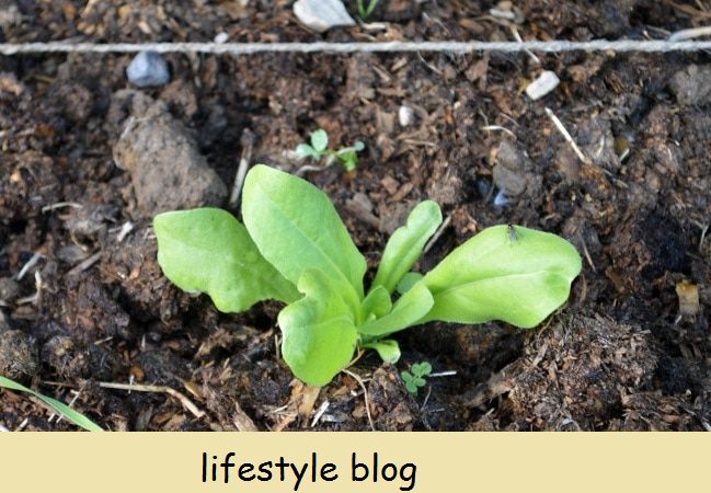 Täydellinen opas Calendula -kukkien kasvattamiseen, mukaan lukien vinkit kylvämiseen, kasvattamiseen, siementen säästämiseen, tapoja käyttää sitä kumppanikasvina ja parhaat lajikkeet lääkekäyttöön #lovelygreens #herbalism #marigold #calendulaofficinalis