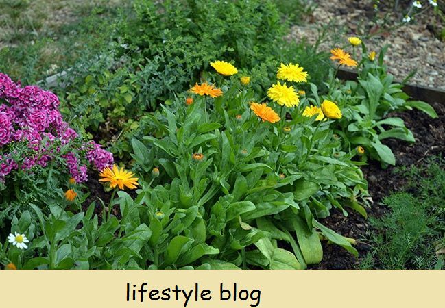 कॅलेंडुला फुले कशी वाढवायची यावरील संपूर्ण मार्गदर्शक पेरणी, वाढणे, बियाणे वाचवणे, साथीदार वनस्पती म्हणून वापरण्याचे मार्ग आणि औषधी वापरासाठी सर्वोत्तम लागवडीसह #lovelygreens #herbalism #marigold #calendulaofficinalis