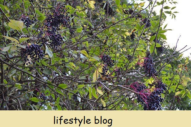I-Elderberry jelly recipe kunye ne-elderberries, ijusi lemon, iswekile kunye ne-pectin. Yenza ugcino oluhle kakhulu olunokuhanjiswa kwizitya ezimnandi nezinencasa #foraging #canning #jellyrecipe