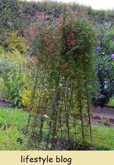 25 Inspirações de Jardinagem em Paris, França - ideias para plantio, usando árvores, plantas incomuns, arte de jardim e plantio para a vida selvagem. Aqui: 10. Vá na vertical