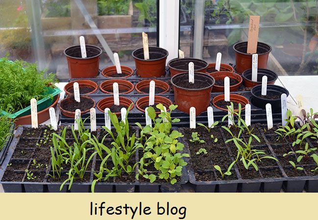 Plantando um Plantador de Parede Viva, uma atualização sobre as mudas que crescem em casa e o plantio de ervilhas-de-cheiro na horta em lote