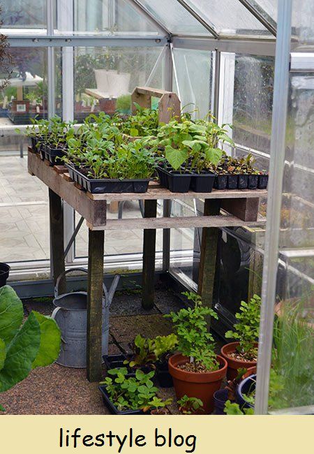Plantando um Plantador de Parede Viva, uma atualização sobre as mudas que crescem em casa e o plantio de ervilhas-de-cheiro na horta em lote