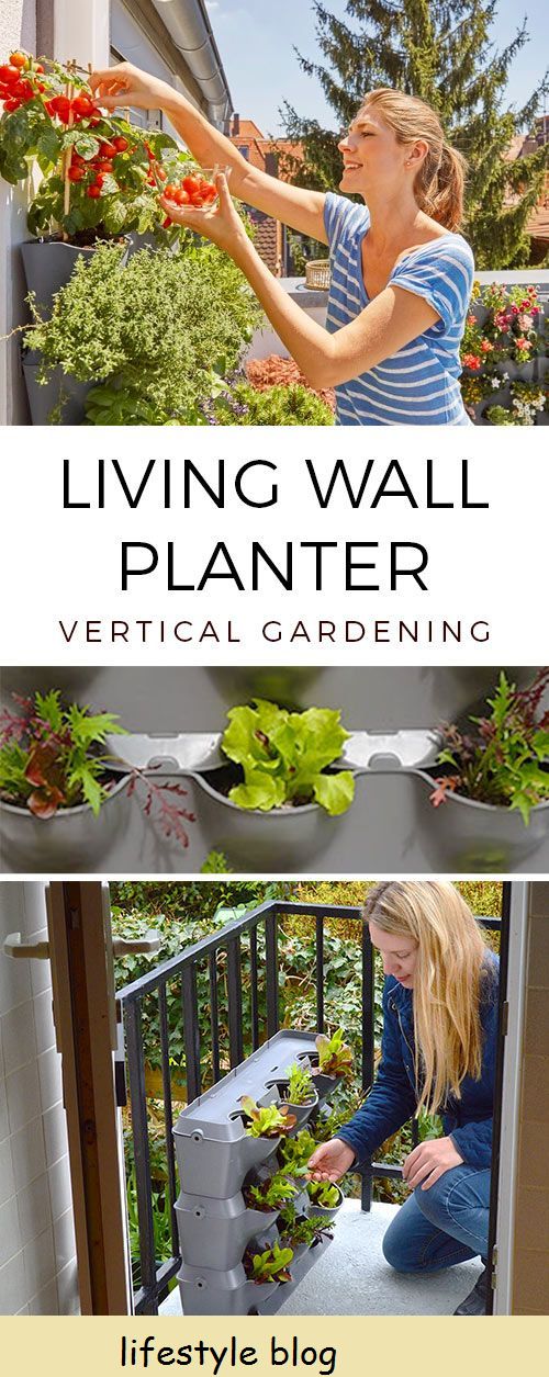 Jardinagem de abril: Gardena Plantador vertical, mudas e plantio de ervilhas-de-cheiro