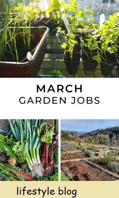 Trabalhos de jardinagem em março, incluindo sementes para semear, safras para colher, projetos de jardinagem e tarefas no início da primavera para a horta #gardeningtips #vegetablegarden #gardenideas