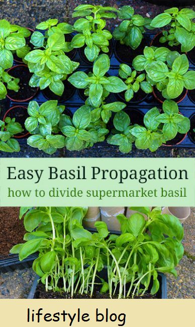 Halten Sie Basilikum-Töpfe am Leben, indem Sie die stärksten Pflanzen in ihre eigenen Töpfe pflanzen. Wachsen Sie Supermarkt-Basilikum auf diese Weise und Sie