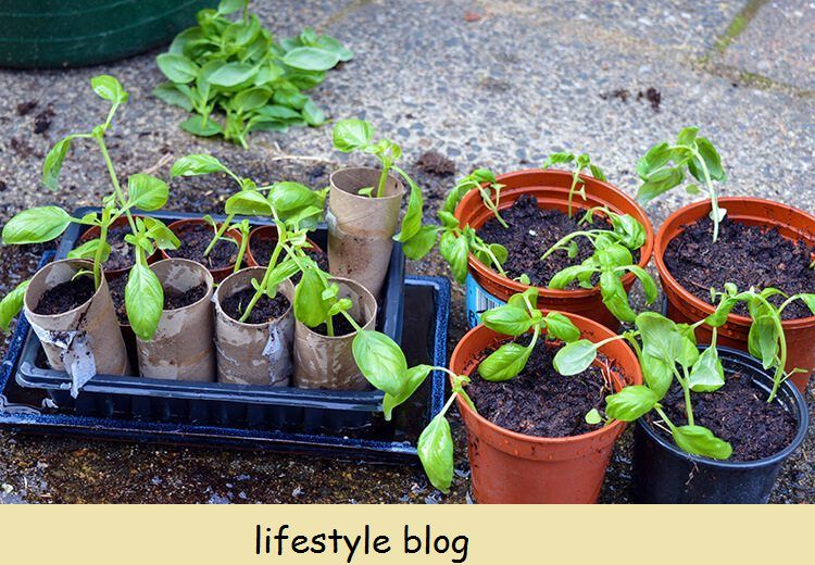 Halten Sie Basilikum-Töpfe am Leben, indem Sie die stärksten Pflanzen in ihre eigenen Töpfe pflanzen. Wachsen Sie Supermarkt-Basilikum auf diese Weise und Sie