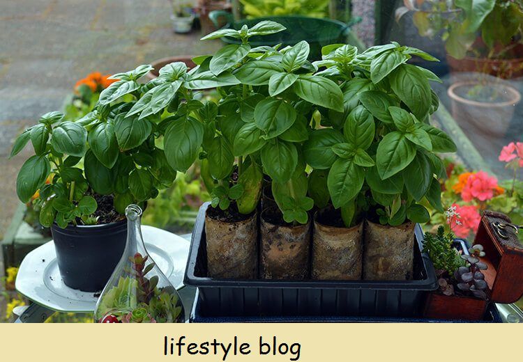 Mantenha os vasos de manjericão vivos plantando as plantas mais fortes em seus próprios vasos. Cultive manjericão de supermercado assim e você