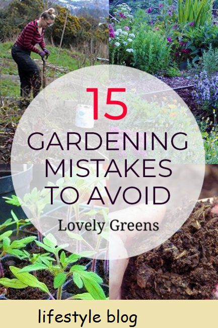 Não cometa esses 15 erros comuns do jardim