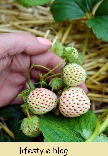 نحوه پرورش توت فرنگی سفید ، همچنین به عنوان شناخته شده است