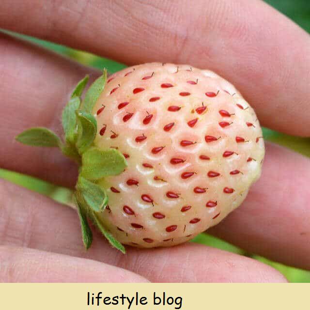 Como cultivar Pineberries - morangos brancos com um toque cítrico