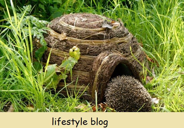 Dicas sobre como os jardineiros podem ajudar os ouriços no jardim. Inclui ideias para criar abrigo, criar acesso e evitar pellets de lesma de metaldeído #gardeningtips #britishwildlife #hedgehogs