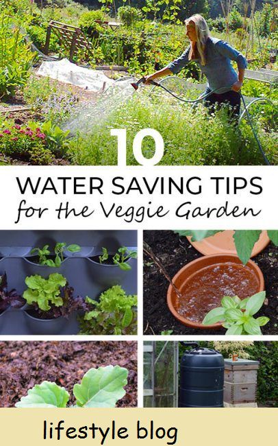 10 vannbesparende tips for grønnsakshagen
