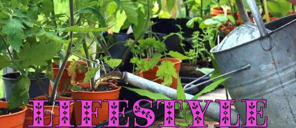Hvordan lage DIY plantegjødsel til grønnsakshagen