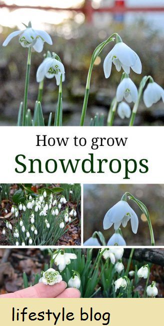 Dicas sobre como cultivar Snowdrops. Inclui conselhos sobre como plantá-los 'no verde' e cuidados posteriores. Vídeo com dicas de cultivo de queda de neve no final #lovelygreens #flowergarden #snowdrops