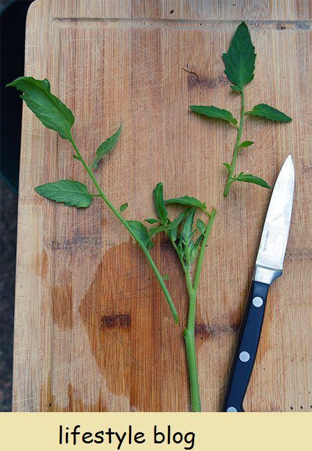 Kuinka lisätä tomaattikasveja pistokkaista. Tämä on paras tapa kasvattaa F1-hybriditomaatteja uudelleen, mutta voit käyttää tekniikkaa kaikille tomaateille #lovelygreens #kasvutomaatit #puutarhanhoito #lisääntyminen #kasvit ilmaiseksi #gardeningtip