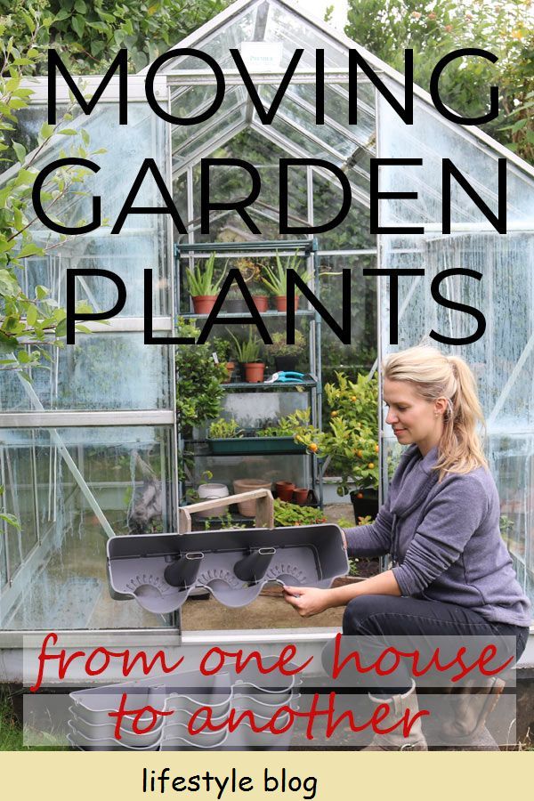 Vinkkejä siihen, mitä tehdä, kun siirrät puutarhakasveja uuteen kotiin. Istutus eteenpäin, modulaariset kontit, pakettiautojen siirtäminen, pistokkaiden ottaminen ja milloin sinun pitäisi jättää kasvit taakse #lovelygreens #muuttohuone #muutokasvit #kasvatusvinkit #liikkuvihjeet #konttipuutarha #gardena