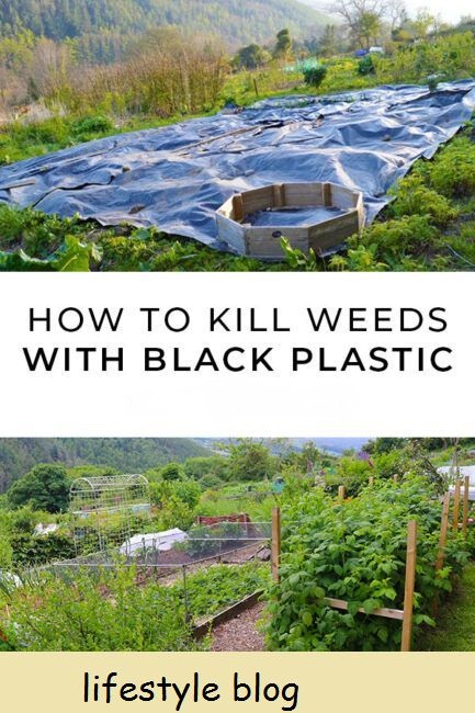 O plástico preto pode matar ervas daninhas para limpar a terra para uma horta orgânica. Mulch temporário com folha é uma maneira ecológica de criar um canteiro de solo limpo sem ter que usar herbicidas #gardeningtips #organicgarden