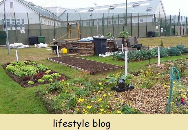 Visitando uma horta na prisão: como o cultivo de vegetais está ajudando os presidiários a encontrar um novo caminho #lovelygreens #gardentherapy #growyourown