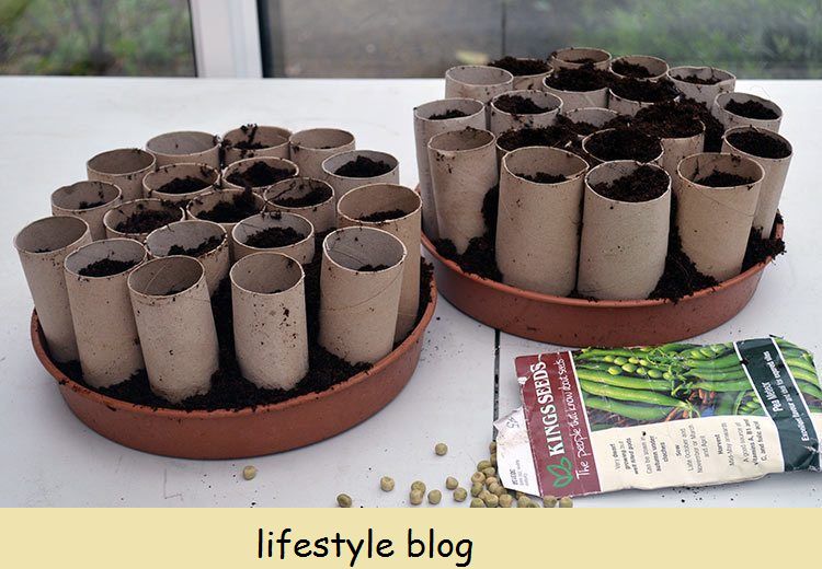 12 Kierrätettyä ideaa siementen aloittamiseen: Ideoita siementen aloittamiseen kierrätysmateriaaleista ja -säiliöistä, mukaan lukien wc -paperirullat, munankuoret ja kierrätetyt muovikellot. #rakkauslajit #puutarha #kasviviljelmä