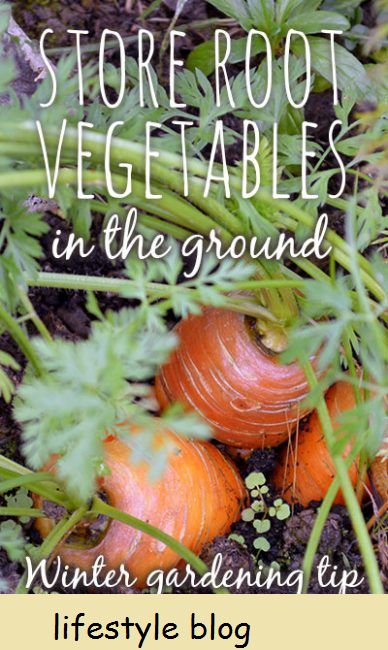 Talvez você não precise cavar e armazenar seus vegetais - basta mantê-los no jardim. Dicas sobre tolerância à geada e como colher e armazenar raízes #foodgarden #preserving #homestead