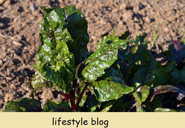 Jardinagem de inverno: armazenamento de vegetais de raiz no solo