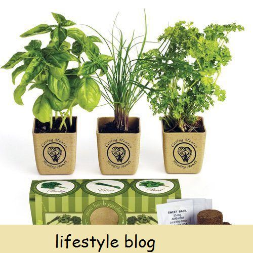 5 plantas de interior comestibles y cómo cultivarlas