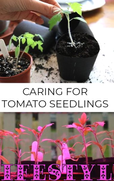 Extraer plántulas de tomate y plantarlas en macetas