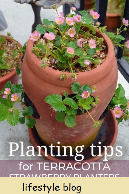 A melhor maneira de plantar um vaso de morango com dicas sobre como escolher plantas, erosão, rega e compostagem